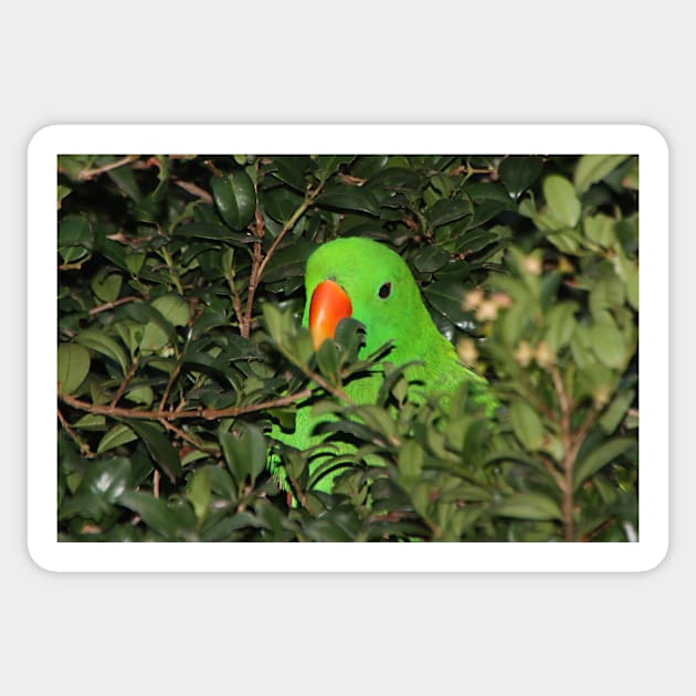 Hiding Out - Male Eclectus Parrot #2 Sticker by Carole-Anne